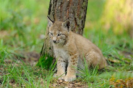 Eurasian lynx (Lynx lynx) cub in the forest, Hesse, Germany Foto de stock - Con derechos protegidos, Código: 700-06752149