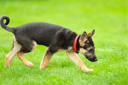 puppy and outside - German Shepherd Dog youngster in a meadow, bavaria, germany Stock Photo - Rights-Managed, Code: 700-06752157