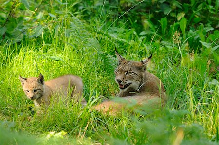 simsearch:700-02686033,k - Eurasian lynx (Lynx lynx) mother with her cub in the forest, Hesse, Germany Stock Photo - Rights-Managed, Code: 700-06752166