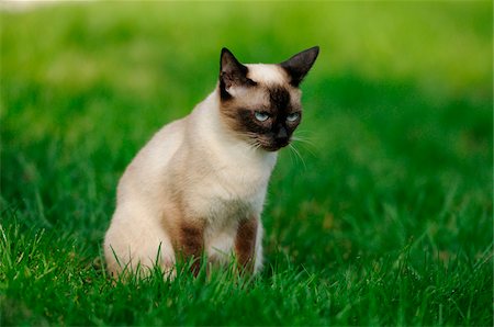 An adult Siamese cat on a meadow, bavaria, germany. Stock Photo - Rights-Managed, Code: 700-06752336