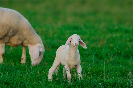 Sheep (Ovis aries) mother with young lamb in a meadow in autumn, bavaria, germany Stock Photo - Rights-Managed, Code: 700-06752330