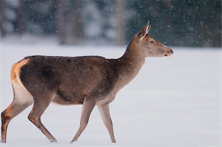 deer snow - Red deer (Cervus elaphus) female in winter on the edge of the forest, Bavaria, Germany Stock Photo - Rights-Managed, Code: 700-06752342