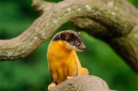 säugetier - Yellow-throated marten (Martes flavigula) in the forest, Zoo Stockbilder - Lizenzpflichtiges, Bildnummer: 700-06752450