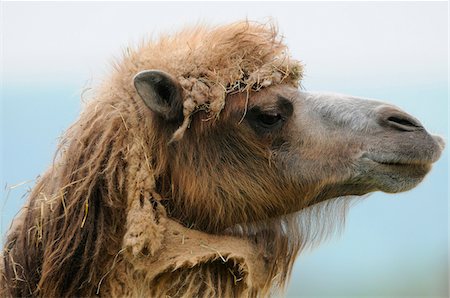 side face - Portrait of a Bactrian camel (Camelus bactrianus), Germany Stock Photo - Rights-Managed, Code: 700-06773226