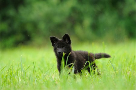 puppy grass - Wolfdog puppy on a meadow, Bavaria, Germany Stock Photo - Rights-Managed, Code: 700-06773222