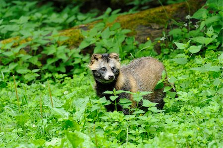 forest habitat - Raccoon dog (Nyctereutes procyonoides) at the edge of the forest, Germany Stock Photo - Rights-Managed, Code: 700-06773474