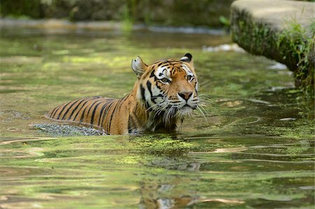 säugetier - Siberian tiger (Panthera tigris altaica) in the water, Bavaria, Germany Stockbilder - Lizenzpflichtiges, Bildnummer: 700-06773725