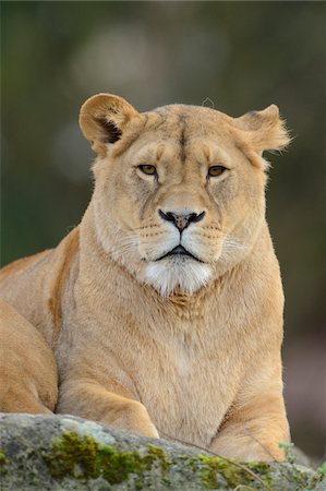 Portrait of a female Lion (Panthera leo) outdoors in a Zoo, Germany Stock Photo - Rights-Managed, Code: 700-06786680