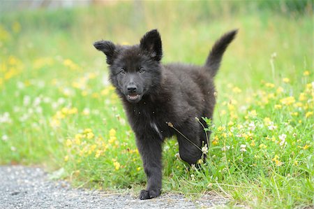puppy grass - Black wolfdog puppy walking on a meadow, Bavaria, Germany Stock Photo - Rights-Managed, Code: 700-06786742