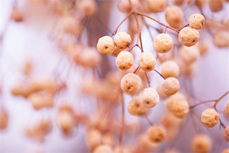 Tree Berries, Austin, Texas, USA Stock Photo - Rights-Managed, Code: 700-06786900