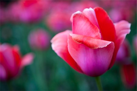 platebandes de fleur - Close-Up of Pink Tulip, New York City, New York, USA Photographie de stock - Rights-Managed, Code: 700-06786981
