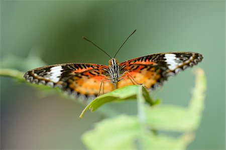 simsearch:632-05760615,k - Close-up of a Red Lacewing (Cethosia biblis) sitting on a leaf Stock Photo - Rights-Managed, Code: 700-06803830