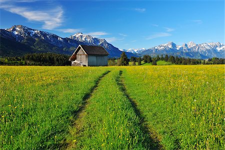 field road nobody - Path through flowering Meadow in the Spring, Halblech, Swabia, Bavaria, Germany Stock Photo - Rights-Managed, Code: 700-06803943