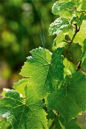 rain drops - Close up of grapevine leaves sprinkled with rain in the sun Foto de stock - Con derechos protegidos, Código: 700-06895090