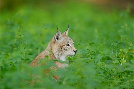 Close-up of a Eurasian lynx (lynx lynx) in a forest in spring, Bavaria, Germany Stock Photo - Rights-Managed, Code: 700-06899959