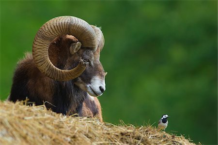 Mouflon (Ovis musimon), ram looking at Pied wagtail (Motacilla alba), Hesse, Germany Stock Photo - Rights-Managed, Code: 700-06892508
