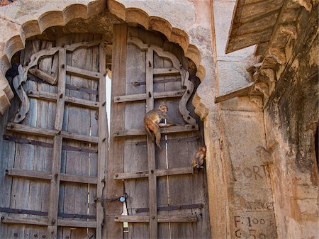 fortress - Rhesus macaque monkeys guarding door of old Taragarh fort, Bundi, India Stock Photo - Rights-Managed, Code: 700-06892569