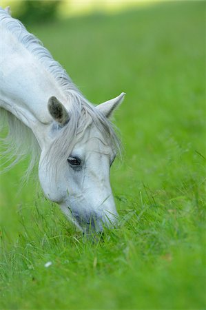 Portrait of a Connemara horse on a paddock, Germany Stock Photo - Rights-Managed, Code: 700-06936036