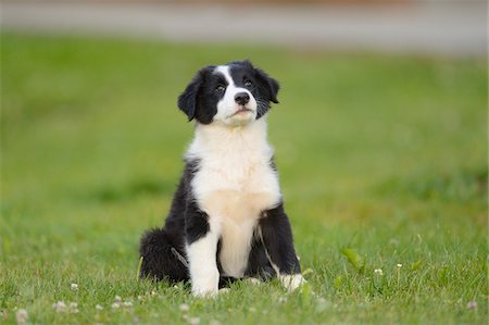 puppies - Close-up of mixed breed puppy outdoors in summer, Germany Stock Photo - Rights-Managed, Code: 700-06936046