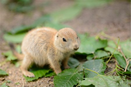 fuzzy - Close-up of a black-tailed prairie dog (Cynomys ludovicianus) baby outdoors in summer, Germany Stock Photo - Rights-Managed, Code: 700-06936040