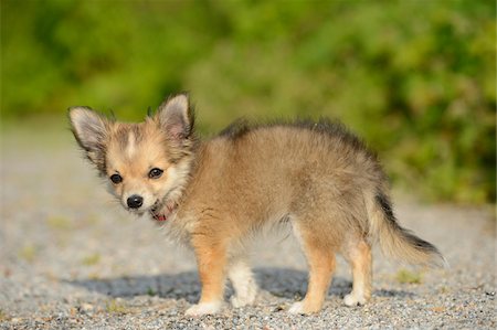 puppy and outside - Close-up of Chihuahua Puppy Outdoors in Summer,  Bavaria, Germany Stock Photo - Rights-Managed, Code: 700-06936072