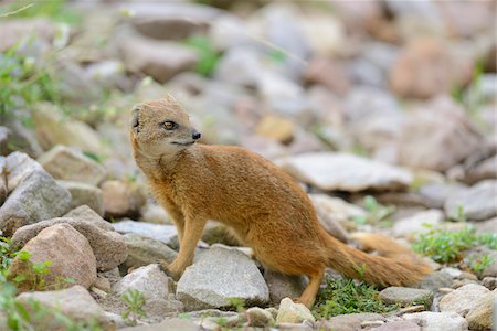 Close-up of Yellow Mongoose (Cynictis penicillata) on Rocks in Summer, Bavaria, Germany Stock Photo - Rights-Managed, Code: 700-06962217