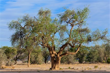 simsearch:700-07067257,k - Huab River Valley area, Damaraland, Kunene Region, Namibia, Africa Photographie de stock - Rights-Managed, Code: 700-07067192