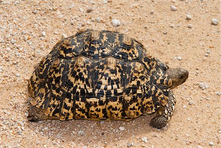 reptile - Leopard tortoise (Stigmochelys pardalis), Namibia, Africa Stock Photo - Rights-Managed, Code: 700-07067681