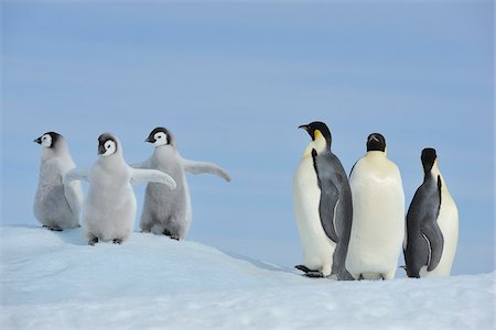 Adult Emperor Penguins (Aptenodytes forsteri) with Chicks, Snow Hill Island, Antarctic Peninsula, Antarctica Stock Photo - Rights-Managed, Code: 700-07110767