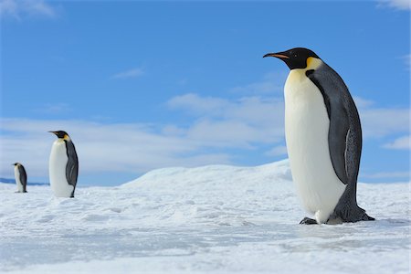 flightless - Emperor Penguins (Aptenodytes forsteri) Standing in Ice Landscape, Snow Hill Island, Antarctic Peninsula, Antarctica Stock Photo - Rights-Managed, Code: 700-07110761