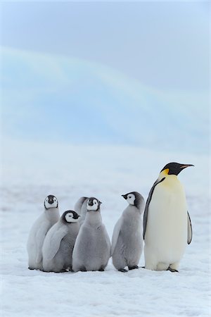 simsearch:6118-07353803,k - Adult Emperor Penguin (Aptenodytes forsteri) with Chicks, Snow Hill Island, Antarctic Peninsula, Antarctica Stock Photo - Rights-Managed, Code: 700-07110777