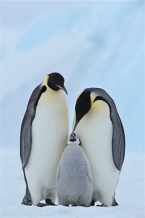 drei (anzahl) - Adult Emperor Penguins (Aptenodytes forsteri) with Chick, Snow Hill Island, Antarctic Peninsula, Antarctica Stockbilder - Lizenzpflichtiges, Bildnummer: 700-07110789