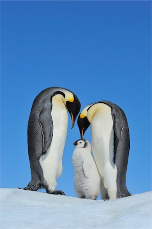 flightless - Adult Emperor Penguins (Aptenodytes forsteri) with Chick, Snow Hill Island, Antarctic Peninsula, Antarctica Stock Photo - Rights-Managed, Code: 700-07110791