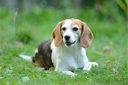 pet animal - Beagle lying down on grass in meadow, Bavaria, Germany Stock Photo - Rights-Managed, Code: 700-07148208
