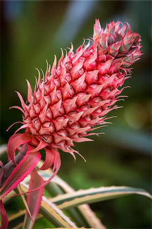 Close-up of Pineapple, Botanical Garden (Jardim Botanico), Rio de Janeiro, Brazil Stock Photo - Rights-Managed, Code: 700-07204128