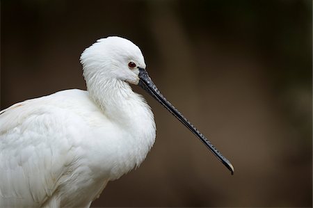 simsearch:700-03368499,k - Portrait of Common Spoonbill (Platalea leucorodia), Bavaria, Germany Stock Photo - Rights-Managed, Code: 700-07206646