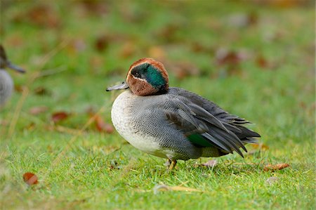 simsearch:700-08102955,k - Close-up of Eurasian Teal (Anas crecca) in Autumn, Bavarian Forest National Park, Bavaria, Germany Stock Photo - Rights-Managed, Code: 700-07206641