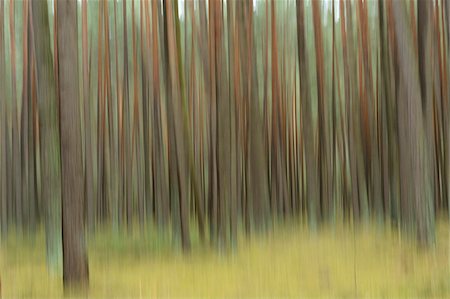 Blurred landscape of Scots pine (Pinus sylvestris) tree trunks in autumn, Bavaria, Germany Stock Photo - Rights-Managed, Code: 700-07238009