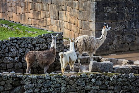 Llamas at Machu Picchu, Peru Stock Photo - Rights-Managed, Code: 700-07238054