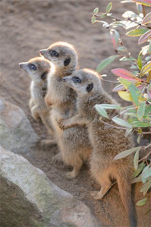 standing on hind legs - Close-up of Three Young Meerkats (Suricata suricatta) in Sand, Bavaria, Germany Stock Photo - Rights-Managed, Code: 700-07310281