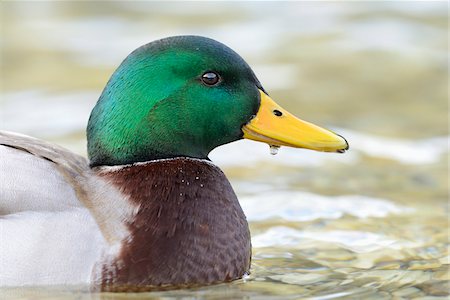 simsearch:700-03368499,k - Close-up of Male Mallard Duck (Anas platyrhynchos) on Lake in Winter, Grundlsee, Styria, Austria Stock Photo - Rights-Managed, Code: 700-07310294