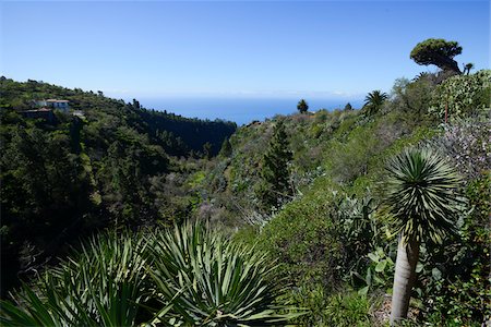 Vegetation in Valley near Tijarafe, La Palma, Santa Cruz de Tenerife, Canary Islands Stock Photo - Rights-Managed, Code: 700-07355344