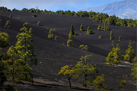 Ffir Ttrees on Volcanic Ground in Mountains, El Pilar, La Palma, Santa Cruz de Tenerife, Canary Islands Stock Photo - Rights-Managed, Code: 700-07355340