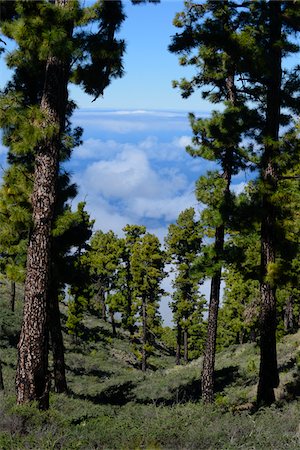 Fir Trees above Clouds on Mountain, Roque de Los Muchachos, Caldera de Taburiente National Park, La Palma, Canary Islands Foto de stock - Con derechos protegidos, Código: 700-07355341