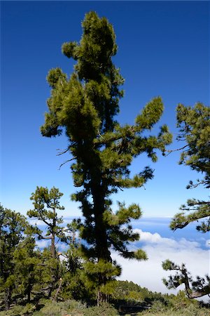 Fir Trees above Clouds on Mountain, Roque de Los Muchachos, Caldera de Taburiente National Park, La Palma, Canary Islands Foto de stock - Con derechos protegidos, Código: 700-07355342