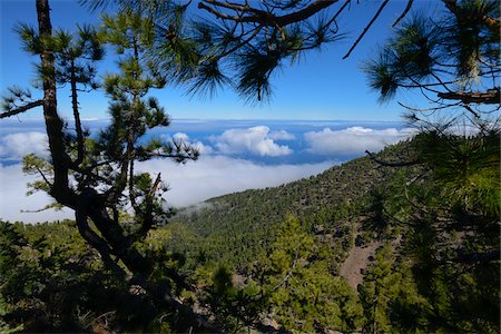 Fir Trees above Clouds on Mountain, Roque de Los Muchachos, Caldera de Taburiente National Park, La Palma, Santa Cruz de Tenerife, Canary Islands Stock Photo - Rights-Managed, Code: 700-07355350