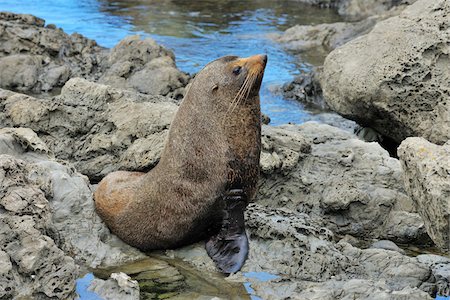 simsearch:700-00164988,k - New Zealand Fur Seal (Arctocephalus forsteri) on Rocks, Half Moon Bay, Canterbury, South Island, New Zealand Stock Photo - Rights-Managed, Code: 700-07368524