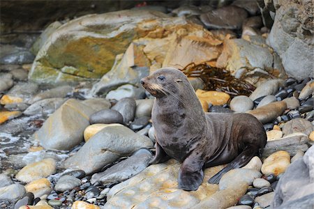 simsearch:700-00164988,k - Young New Zealand Fur Seal (Arctocephalus forsteri) on Rocks, Shag Point, Otago Region, South Island, New Zealand Stock Photo - Rights-Managed, Code: 700-07368521