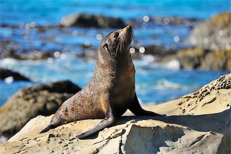 simsearch:700-00164988,k - New Zealand Fur Seal (Arctocephalus forsteri) on Rocks, Half Moon Bay, Canterbury, South Island, New Zealand Stock Photo - Rights-Managed, Code: 700-07368522