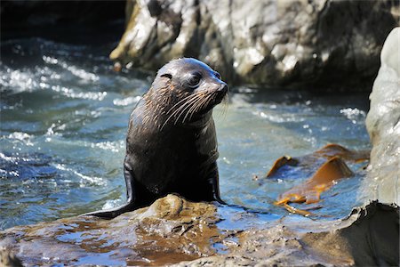 simsearch:700-00164988,k - New Zealand Fur Seal (Arctocephalus forsteri) on Rocks, Half Moon Bay, Canterbury, South Island, New Zealand Stock Photo - Rights-Managed, Code: 700-07368523